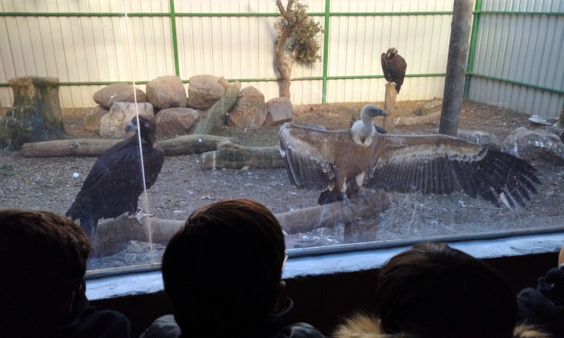 Escolares de visita en GREFA observan a dos buitres negros y un buitre leonado en la instalación educativa conocida como "El Muladar". 