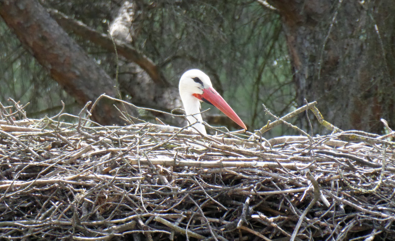 Una cigüeña blanca incuba su puesta en un nido ubicado en la torreta metálica del hospital de fauna de GREFA.