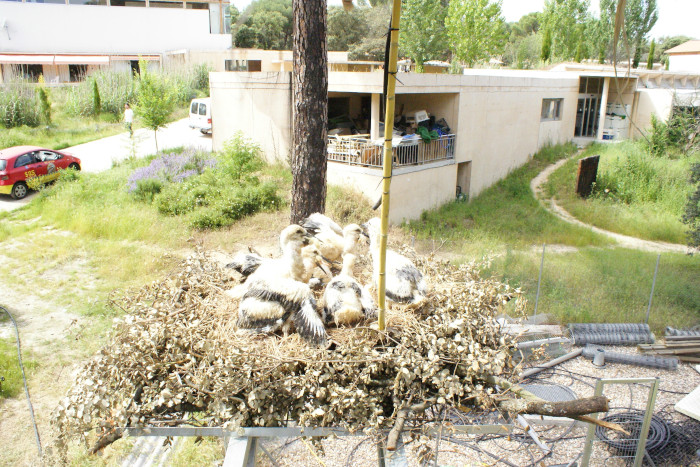 Pollos de cigüeña en uno de los nidos acondicionados en la torreta existente en nuestro recinto.
