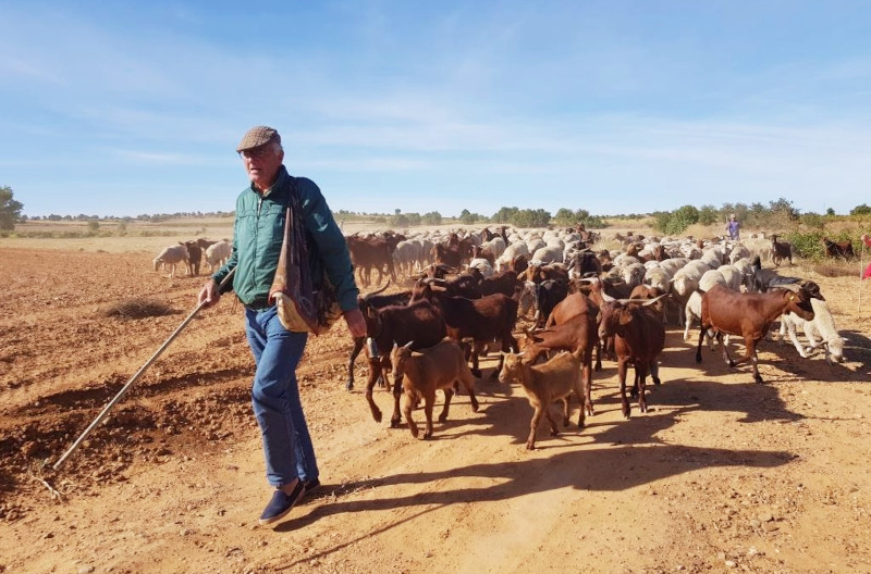 Suso con las cabras y ovejas de su proyecto pionero trashumante en 2018. Foto: Trashumancia y Naturaleza.