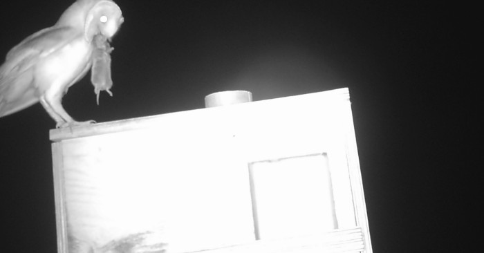 Imagen nocturna captada por una cámara de fototrampeo de una lechuza con un topillo en una caja nido colocada para el control biológico del roedor.