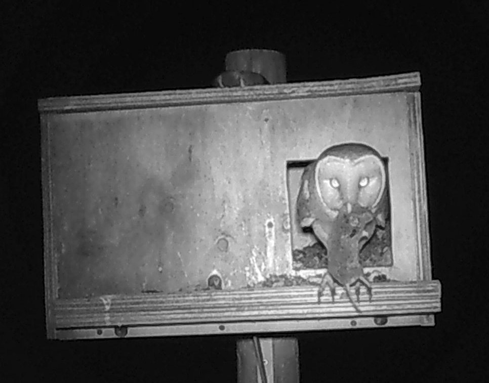 Otra imagen nocturna de una lechuza con un topillo en el pico, en una caja nido colocada en Villalón de Campos (Valladolid).