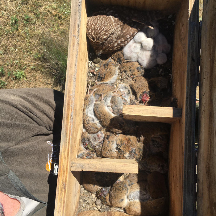 Mochuelo y sus pollos en una caja nido en Boada de Campos (Palencia), junto a la "despensa" de topillos capturados.