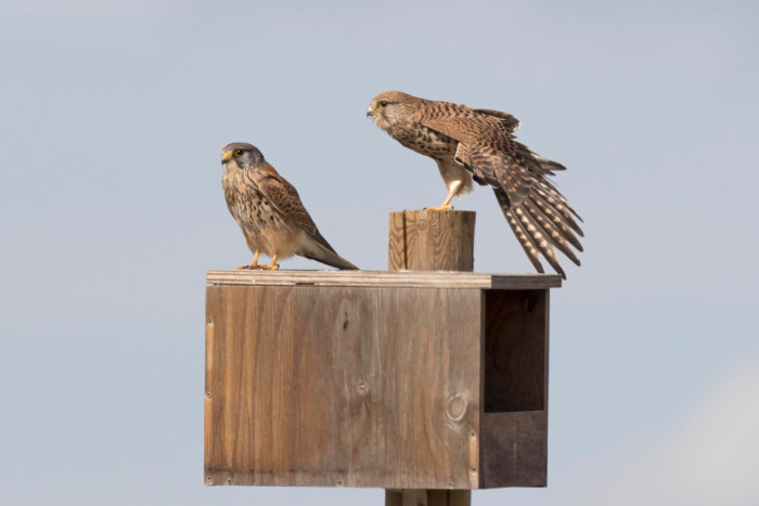 Pareja de cernícalos en una caja nido colocada para el control biológico del topillo. 