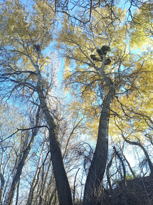 Fotografía tomada durante el montaje de un nido artificial para águila imperial en la provincia de Guadalajara.