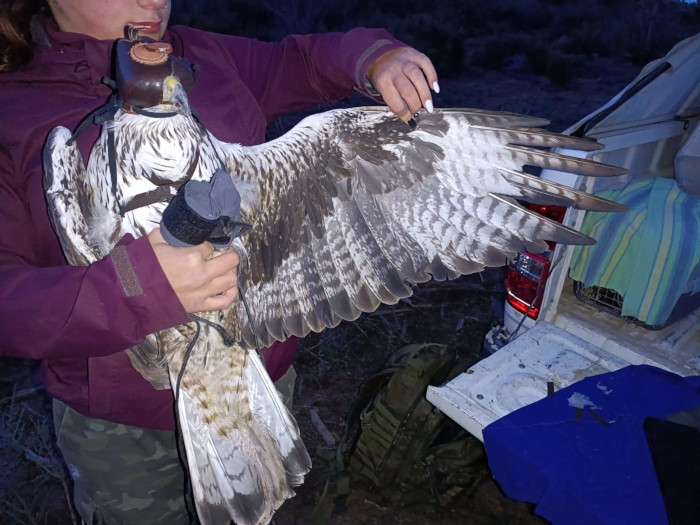 El águila de Bonelli "Durillo", perteneciente a la población alcarreña de la especie, instantes después de que se le colocase el emisor GPS.