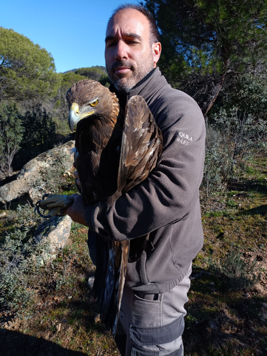 El¡ águila real "Gamo", en brazos de un técnico de GREFA.