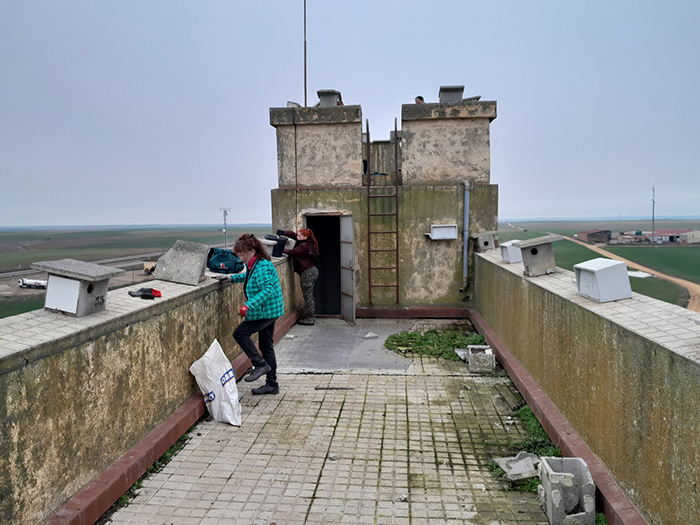 Dos integrantes de un equipo de GREFA limpian nidos de cernícalo primilla en el silo de San Esteban del Molar (Zamora).