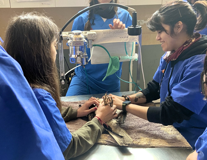 Alumnas del curso utilizan distintas técnicas de fisioterapia en la fauna salvaje que en GREFA.