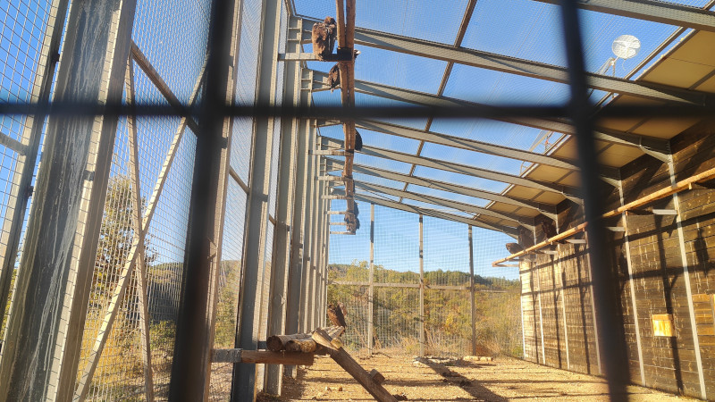 Buitres negros en el jaulón de aclimatación construido en los Montes Ródopes (Bulgaria).