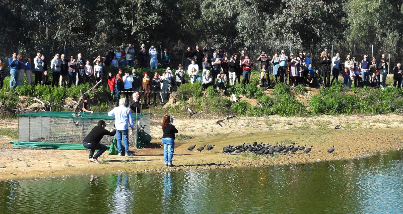 Momento de la liberación de los ejemplares de focha cornuda. Foto: José María Ayala.