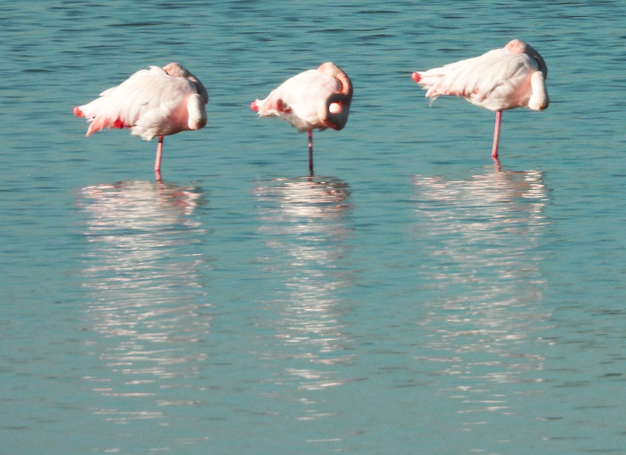 Varios flamencos reposan en “La Cañada de Los Pájaros”. Foto José María Ayala.
