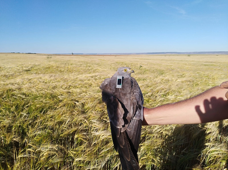 El aguilucho cenizo “Galán” fue equipado con un GPS por GREFA en el año 2019.