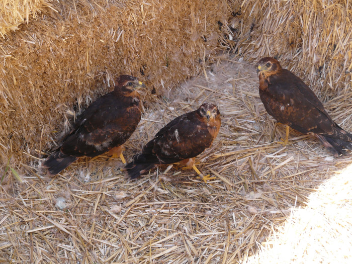 Juveniles de aguilucho cenizo rescatados por GREFA durante su campaña anual de salvamento de la especie.