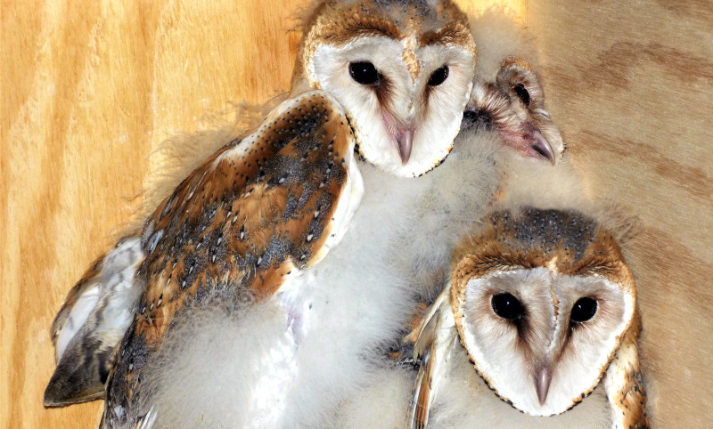 Pollos de lechuza blanca con la edad idónea para introducir en el cajón de "hacking". Foto: José María Ayala.