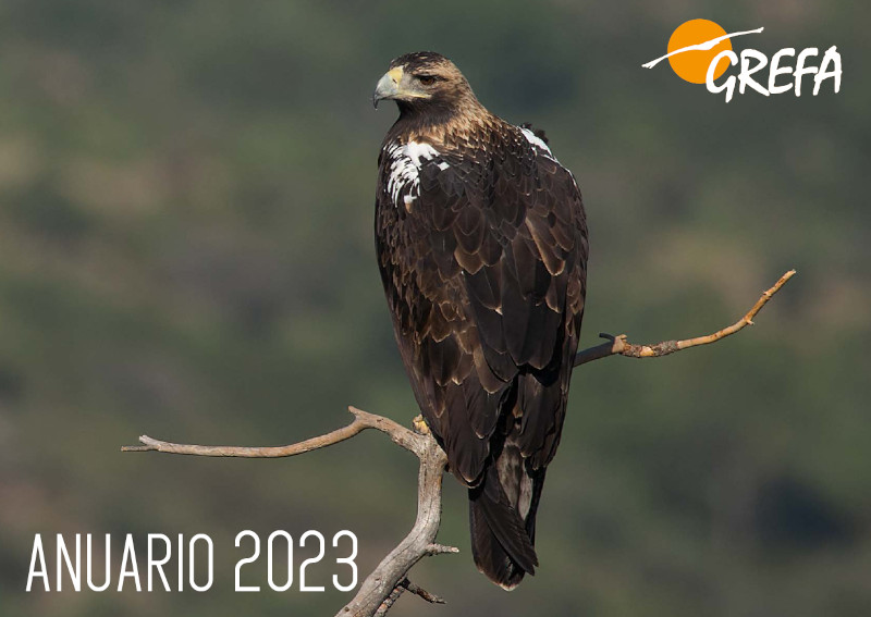 Portada del Anuario 2023 en la que aparece un águila imperial adulta, especie con la que trabaja GREFA para su conservación. La fotografía es de Alberto Álvarez.
