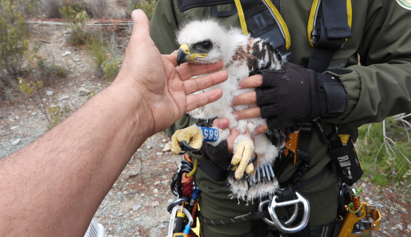Pollo de águila de Bonelli extraído de un nido de Andalucía para su traslado a otras zonas con poblaciones amenazadas de esta especie.