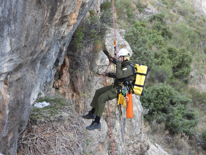 Un escalador desciende a un nido de águila de Bonelli en Andalucía para extraer a uno de lo dos pollos.