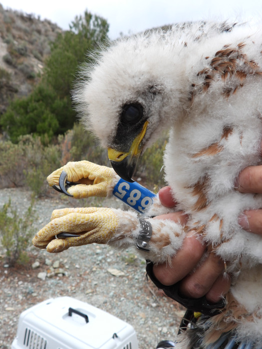 Primer plano de uno de los pollos de águila de Bonelli cedidos por Andalucía para su traslado a otras zonas.