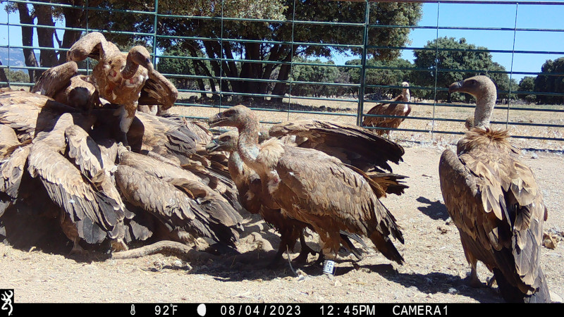 El buitre leonado francés con anilla B[HFP] participa en una carroñada en Colmenar Viejo (Madrid) con otros ejemplares de su especie.