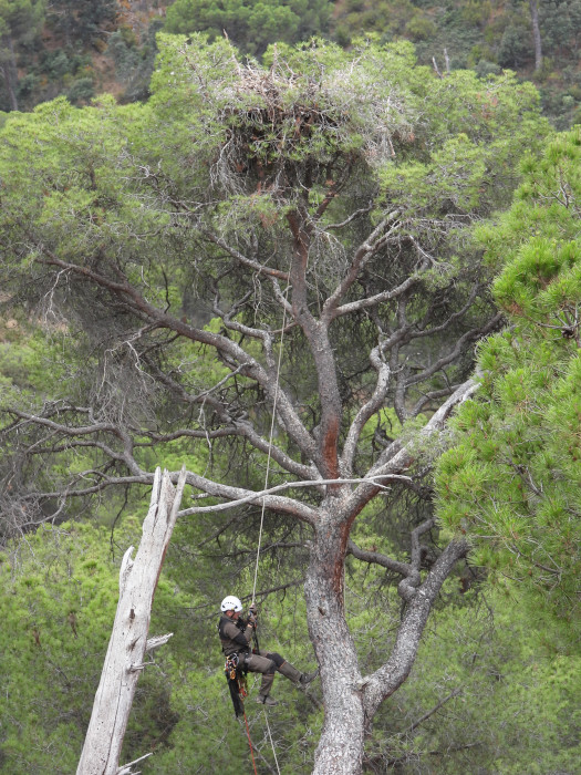 Un agente forestal accede a un nido de buitre negro con pollo en la Sierra Oeste de la Comunidad de Madrid.