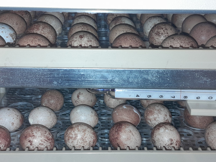 Huevos de cernícalo primilla en las incubadoras de GREFA.
