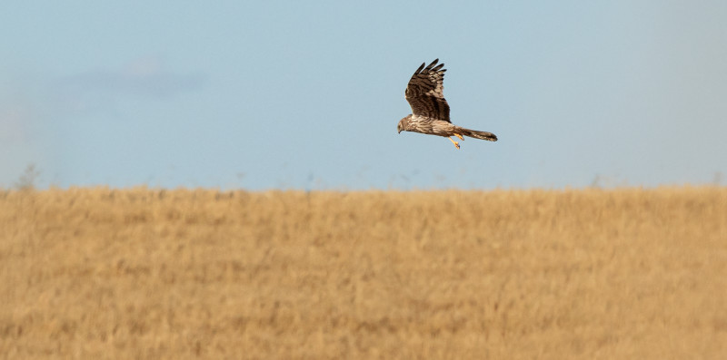 Una hembra de aguilucho cenizo sobrevuela un campo de cereal.