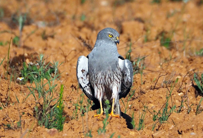 Macho adulto de aguilucho cenizo posado en una zona agrícola.