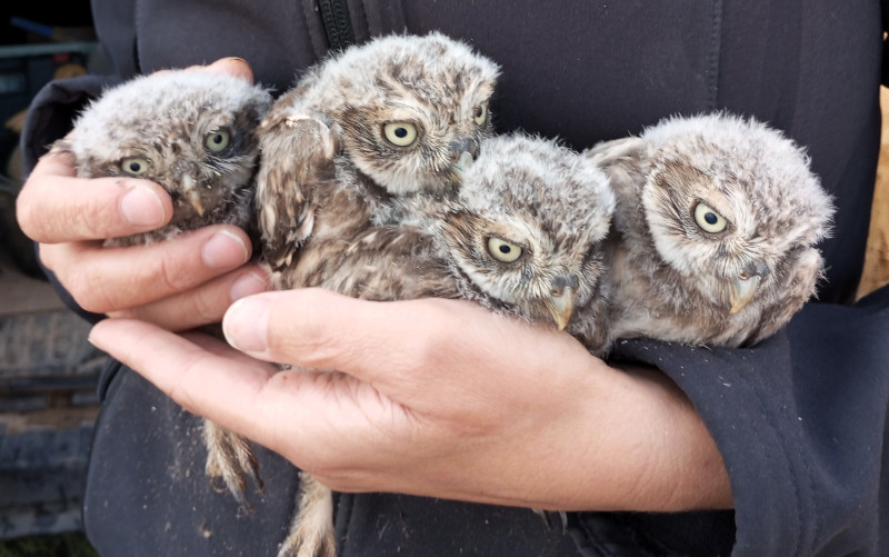 Una veterinaria de GREFA sostiene cuatro pollos de mochuelo.