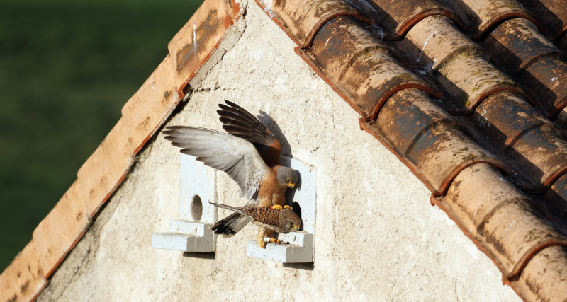 Cópula de cernícalos primilla en un primillar de la Comunidad de Madrid. Foto: Sergio de la Fuente.