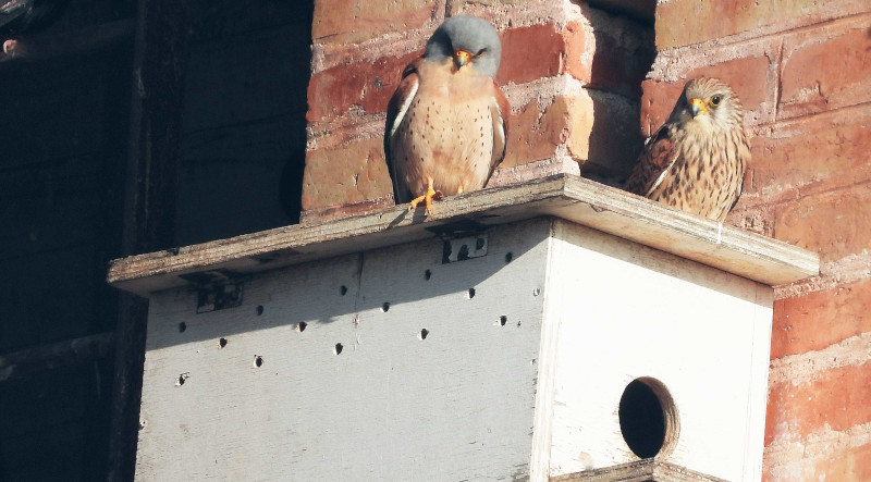 Pareja de cernícalos primillas sobre su caja nido en la colonia cordobesa de Pedro Abad. Foto: José María Ayala.