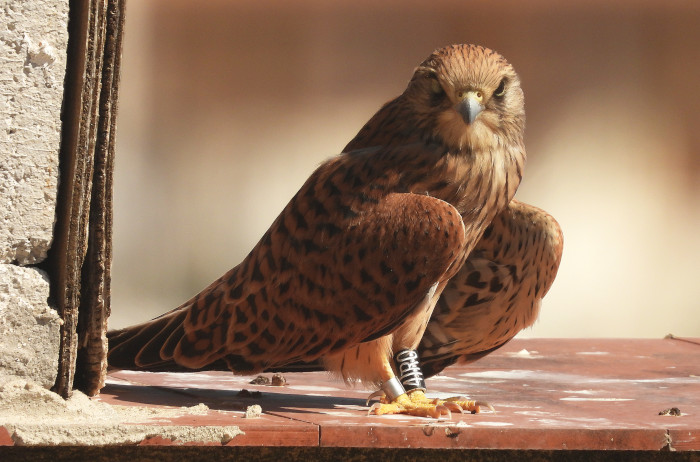 Pollo de cernícalo primilla anillado en el silo de Baena, una vez que ha abandonado el nido. Foto: José María Ayala.