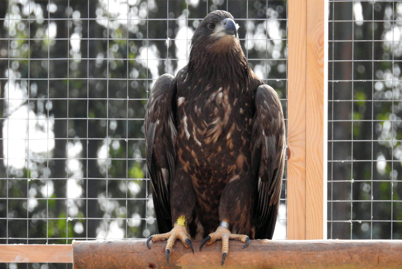 "Sella" en un posadero durante su estancia en el jaulón de pre-suelta existente en el Oriente de Asturias, antes de su liberación en octubre de 2021.