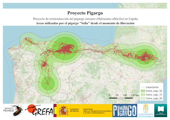 sella, pigargo europeo