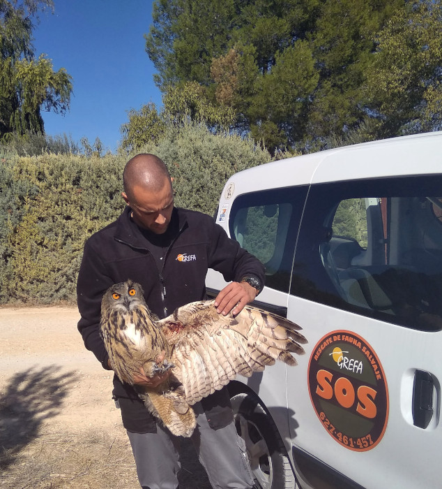 Búho real recogido por el Equipo de Rescate de GREFA. Esta especie protagoniza uno de los vídeos presentados al MECFilmFestival.