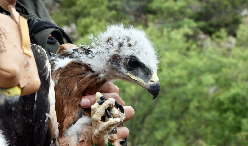 Primer plano del pollo de águila de Bonelli procedente de cría en cautividad y protagonista del "fostering" en la Comunidad de Madrid en 2024.