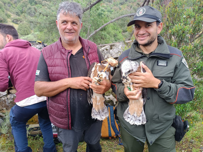 Pollo biológico (a la izquierda) y pollo adoptivo (a la derecha) de la pareja reproductora de águilas de Bonelli reintroducidas en la Comunidad de Madrid formada por la hembra "Haza" y el macho "Bélmez". La fecha elegida para introducir al pollo adoptivo en el nido se hizo coincidir con la que tocaba hacer el anillamiento y marcaje con emisor del pollo biológico, para reducir al mínimo las molestias.