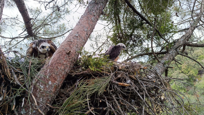 Los dos pollos de águila de Bonelli (biológico y adoptivo) en el momento de depositarlos en el nido.