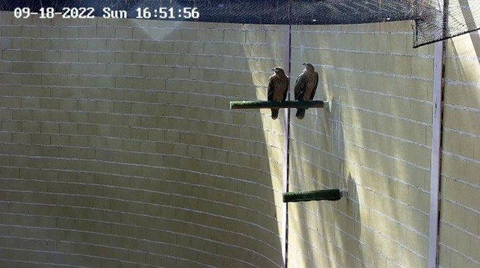 Las águilas imperiales “Lola” y “Otto” en las instalaciones de GREFA en el año 2022.