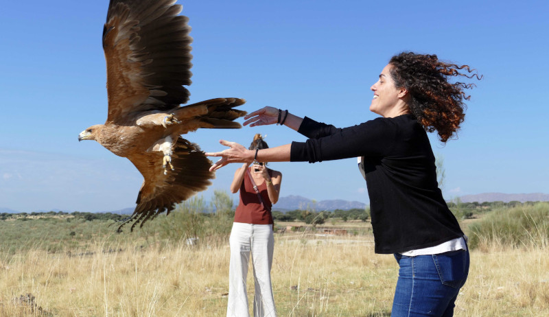 Momento de la liberación del águila imperial "Sol" en el verano de 2022.