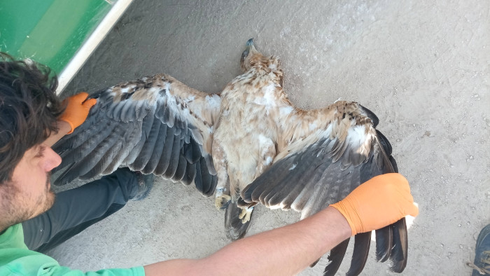 Cadáver de "Sol" tras su muerte por electrocución en un tendido de la provincia de Segovia.