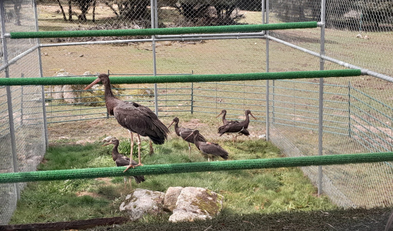 Las seis cigüeñas negras, ya en el interior de la jaula de aclimatación en el Parque Regional de la Cuenca Alta del Manzanares (Madrid).