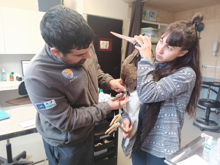 Momento de la colocación de un emisor GPS a una de las cigüeñas negras jóvenes.