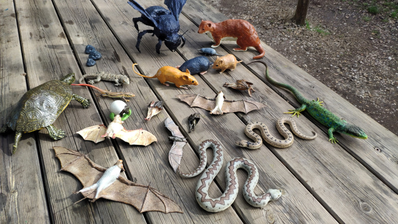 Conjunto de maquetas de especies autóctonas incorporadas a nuestros recursos de educación ambiental.