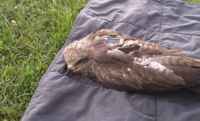 Milano negro recuperado por GREFA a punto de ser liberado con un emisor GPS. Esta especie de ave rapaz ha sido una de las analizadas en el estudio sobre microplásticos.