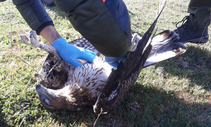 Momento del levantamiento del cadáver de águila de Bonelli por Agentes Forestales de la Comunidad de Madrid en marzo de 2023.