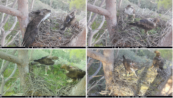 Un claro ejemplo de las peleas y rotaciones sufridas en 2023 en varios de los territorios madrileños de águila de Bonelli lo forman estas cuatro imágenes de fototrampeo con el macho "Alcaudete" en su nido acompañado sucesivamente por las hembras "Aulaga" (noviembre de 2022), "Cueva" (enero de 2023), "Canaleja" (febrero de 2023) y "Noria" (abril de 2023), con la que continúa formando pareja actualmente.