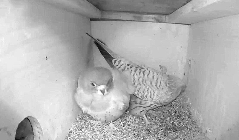 Pareja de cernícalos primillas captada por la cámara instalada en uno de los nidos del silo de Baena (Córdoba).