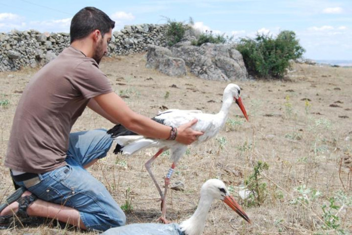 Liberación de cigüeñas blancas realizada por GREFA.