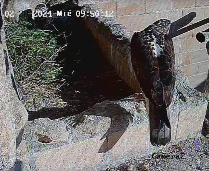 Águila de Bonelli progenitora del programa de cría de GREFA, junto a su nido artificial.